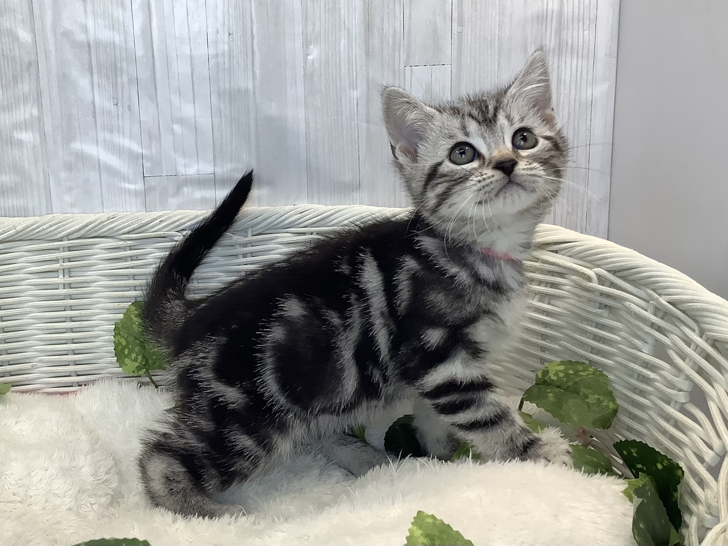 奈良県のアメリカンショートヘアー (ペットアミ生駒店/2025年11月3日生まれ/女の子/シルバータビー)の子猫の2枚目の画像