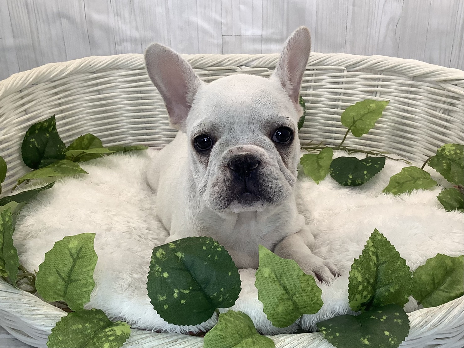 奈良県のフレンチブルドッグ (マルエスペット 富雄店/2025年10月28日生まれ/女の子/クリーム)の子犬の1枚目の画像