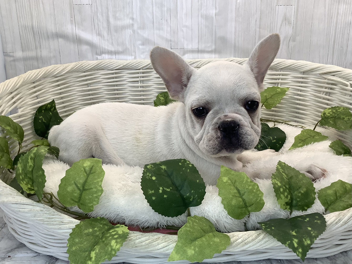 奈良県のフレンチブルドッグ (マルエスペット 富雄店/2025年10月28日生まれ/女の子/クリーム)の子犬の2枚目の画像