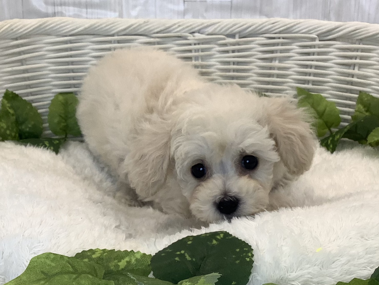 広島県のビションプー(ビションフリーゼ×プードル) (マルエスペット広島段原ショッピングセンター店/2025年11月8日生まれ/男の子/クリーム)の子犬の1枚目の画像