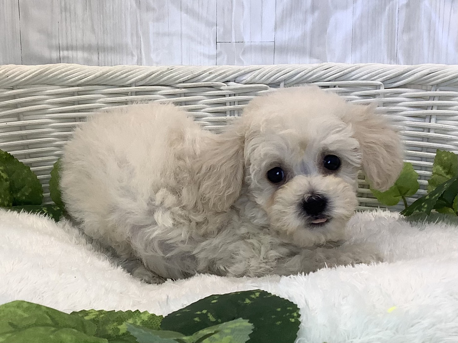 広島県のビションプー(ビションフリーゼ×プードル) (マルエスペット広島段原ショッピングセンター店/2025年11月8日生まれ/男の子/クリーム)の子犬の2枚目の画像