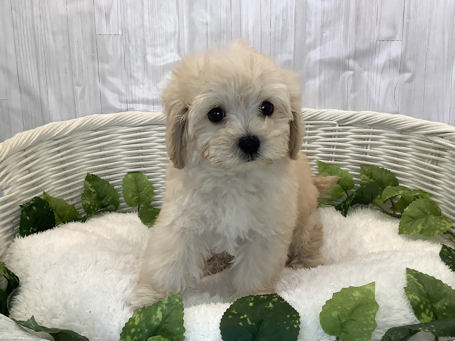 静岡県のマルプー(マルチーズ×プードル) (マルエスペット島田店/2025年11月10日生まれ/男の子/クリーム)の子犬の1枚目の画像