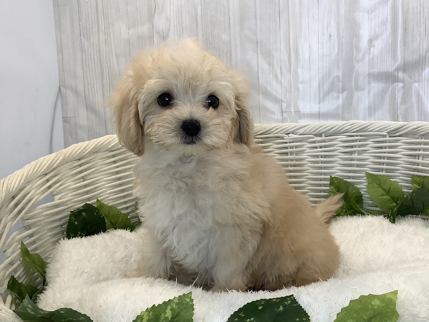 静岡県のマルプー(マルチーズ×プードル) (マルエスペット島田店/2025年11月10日生まれ/男の子/クリーム)の子犬の3枚目の画像