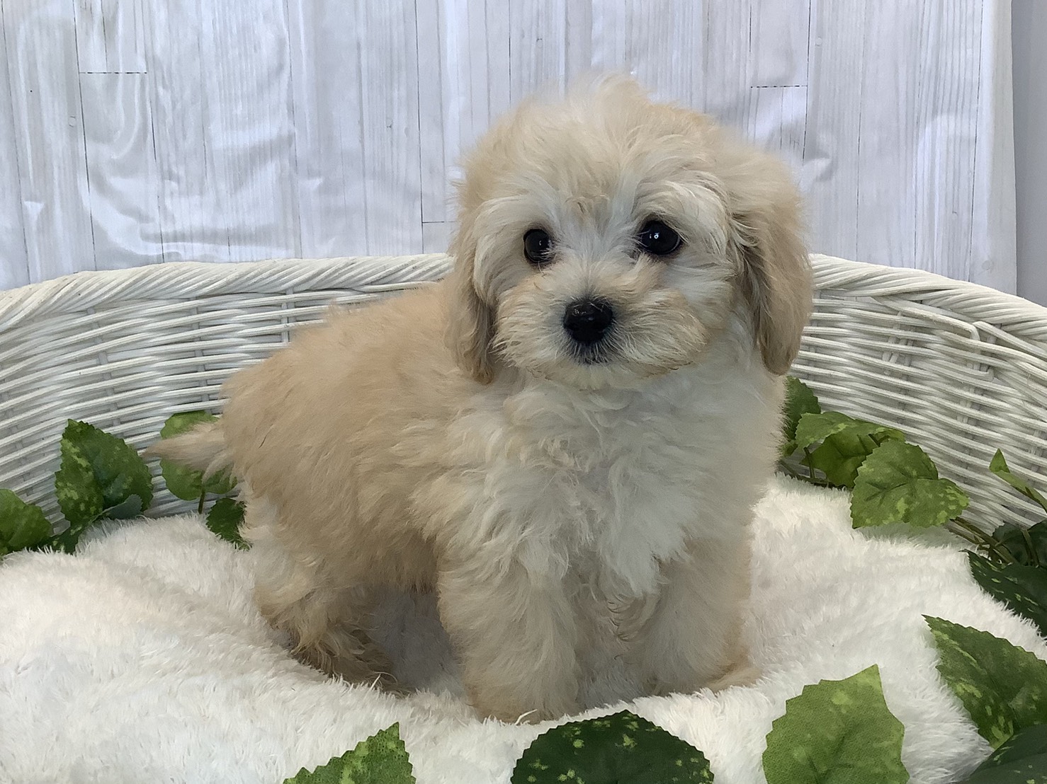 静岡県のマルプー(マルチーズ×プードル) (マルエスペット島田店/2025年11月10日生まれ/男の子/クリーム)の子犬の2枚目の画像