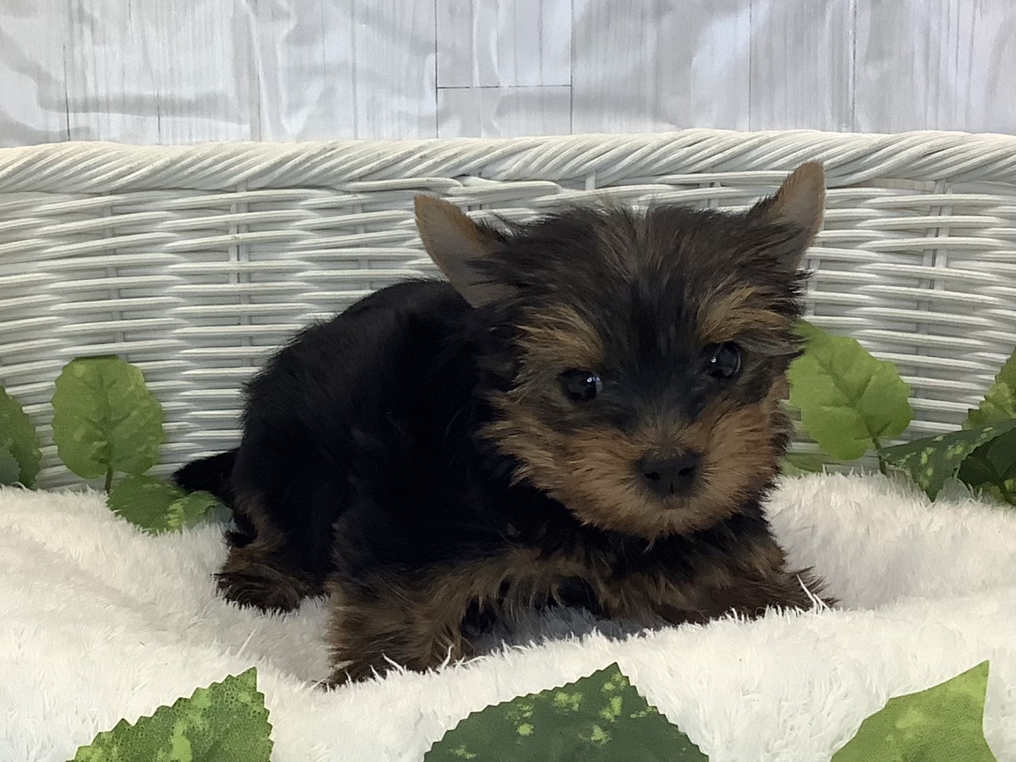 静岡県のヨークシャーテリア (マルエスペット富士店/2025年11月7日生まれ/女の子/スチールブルータン)の子犬の1枚目の画像