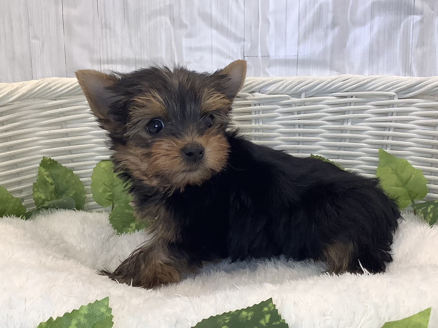静岡県のヨークシャーテリア (マルエスペット富士店/2025年11月7日生まれ/女の子/スチールブルータン)の子犬の3枚目の画像