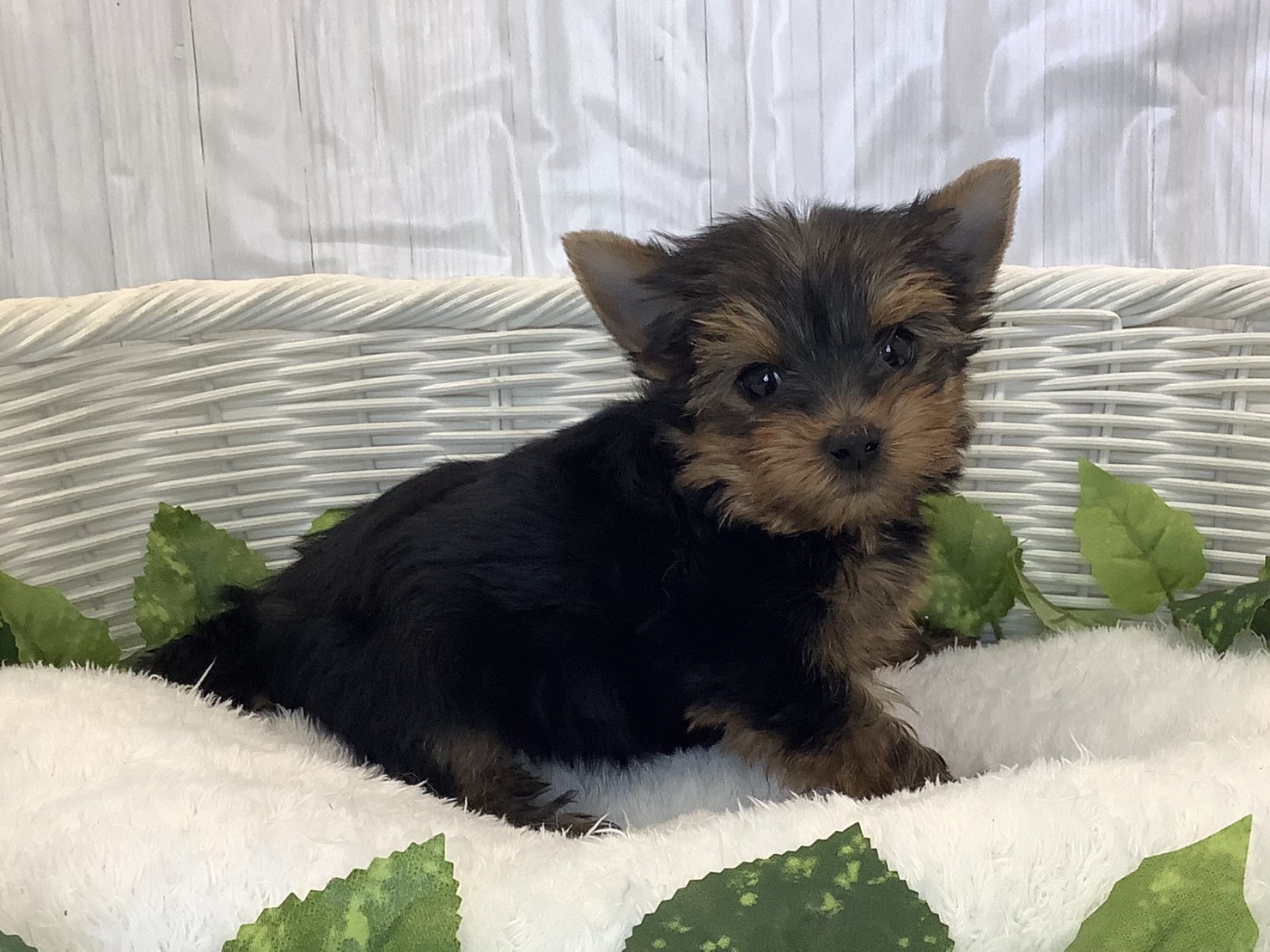 静岡県のヨークシャーテリア (マルエスペット富士店/2025年11月7日生まれ/女の子/スチールブルータン)の子犬の2枚目の画像