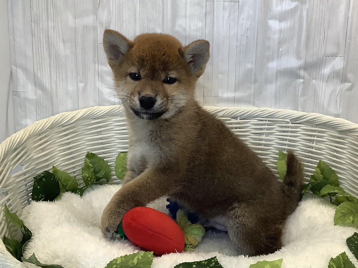 静岡県の柴犬(標準サイズ) (マルエスペット島田店/2025年11月2日生まれ/男の子/赤)の子犬の3枚目の画像