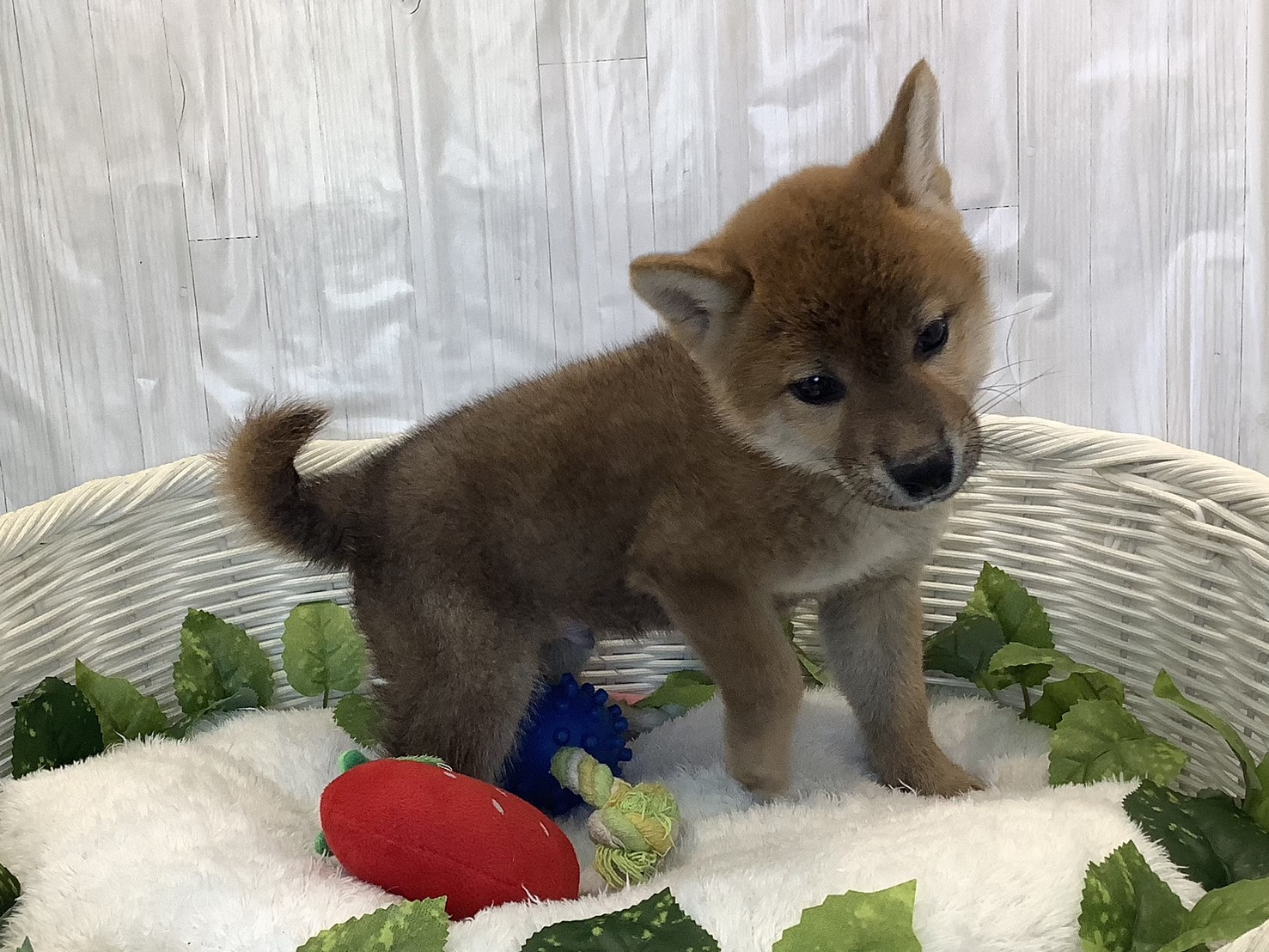 静岡県の柴犬(標準サイズ) (マルエスペット島田店/2025年11月2日生まれ/男の子/赤)の子犬の2枚目の画像