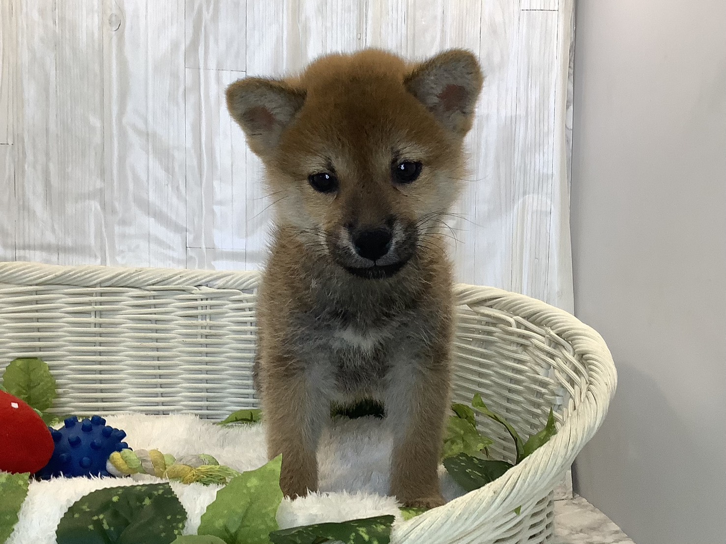 愛知県の柴犬(標準サイズ) (ペッツワン稲沢ハーモニーランド店/2025年11月10日生まれ/男の子/赤)の子犬の1枚目の画像