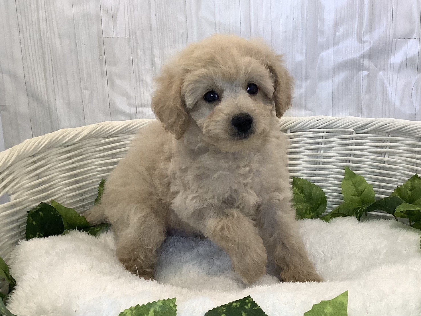 奈良県のトイプードル(トイ) (マルエスペット 富雄店/2025年11月7日生まれ/男の子/クリーム)の子犬の2枚目の画像