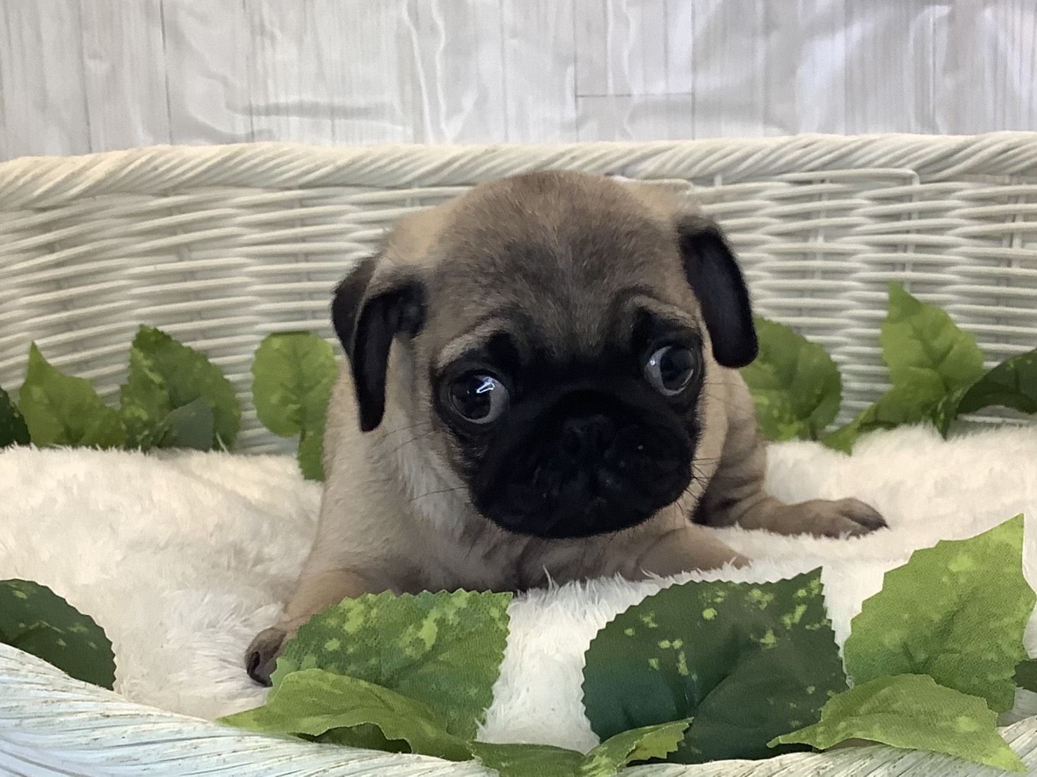 愛知県のパグ (ペッツワン岡崎美合店/2025年11月10日生まれ/男の子/フォーン)の子犬の1枚目の画像