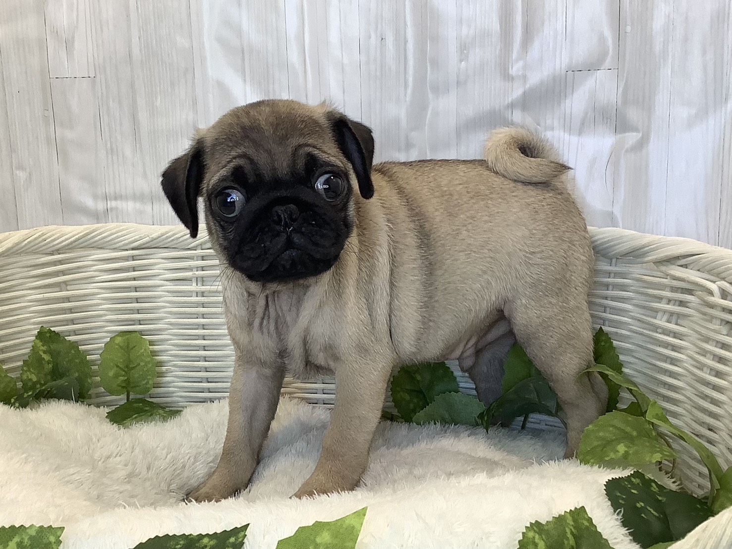 愛知県のパグ (ペッツワン岡崎美合店/2025年11月10日生まれ/男の子/フォーン)の子犬の3枚目の画像