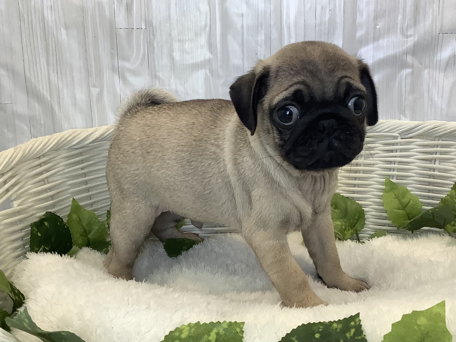 愛知県のパグ (ペッツワン岡崎美合店/2025年11月10日生まれ/男の子/フォーン)の子犬の2枚目の画像