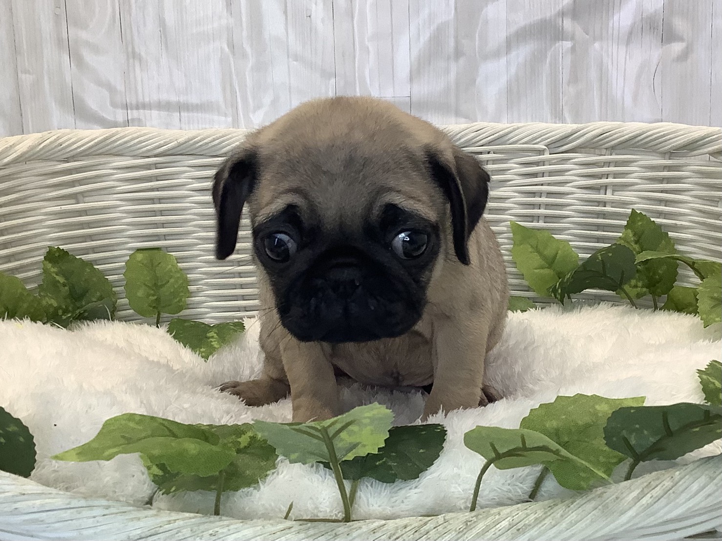 愛知県のパグ (ペッツワン稲沢ハーモニーランド店/2025年11月10日生まれ/男の子/フォーン)の子犬の1枚目の画像