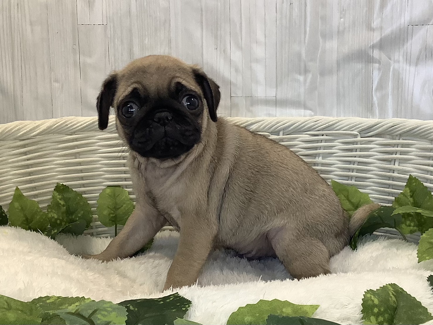 愛知県のパグ (ペッツワン稲沢ハーモニーランド店/2025年11月10日生まれ/男の子/フォーン)の子犬の3枚目の画像