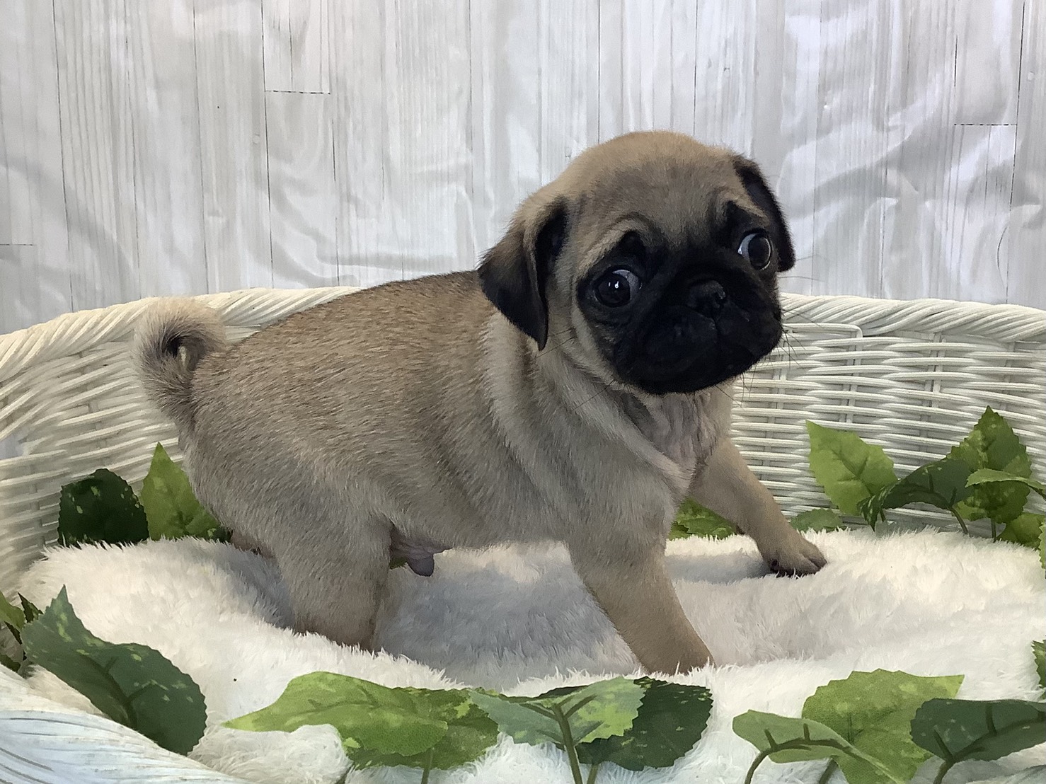 愛知県のパグ (ペッツワン稲沢ハーモニーランド店/2025年11月10日生まれ/男の子/フォーン)の子犬の2枚目の画像