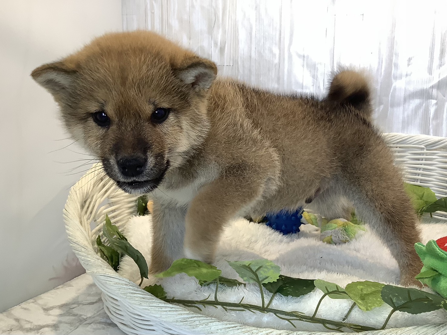広島県の柴犬(標準サイズ) (マルエスペット広島段原ショッピングセンター店/2025年11月8日生まれ/男の子/赤)の子犬の2枚目の画像