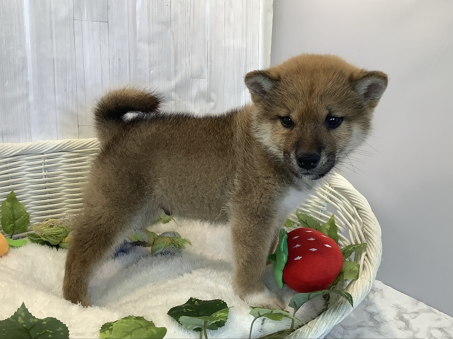 広島県の柴犬(標準サイズ) (マルエスペット広島段原ショッピングセンター店/2025年11月8日生まれ/男の子/赤)の子犬の3枚目の画像