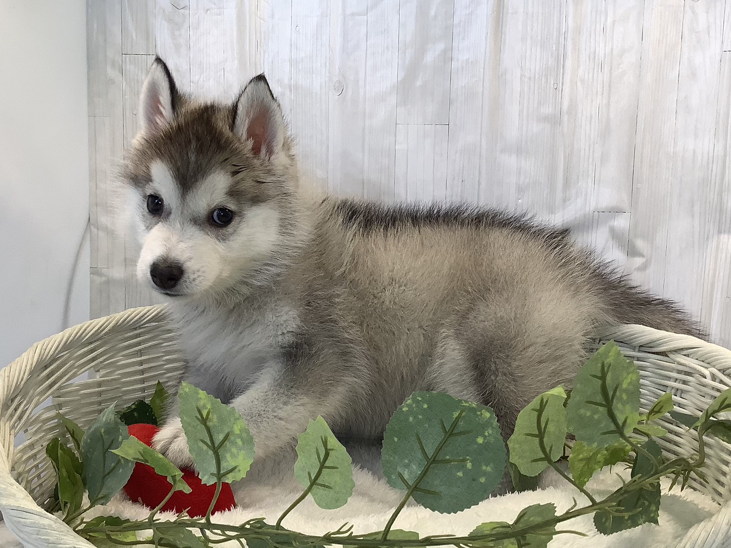 静岡県のシベリアンハスキー (マルエスペット島田店/2025年11月9日生まれ/男の子/シルバーホワイト)の子犬の3枚目の画像