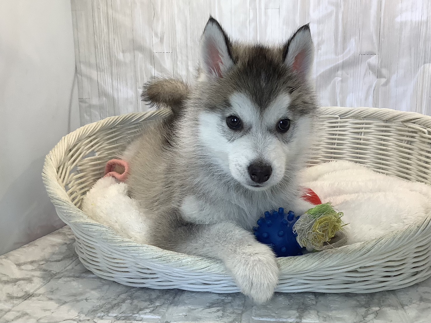 静岡県のシベリアンハスキー (マルエスペット島田店/2025年11月9日生まれ/男の子/シルバーホワイト)の子犬の1枚目の画像