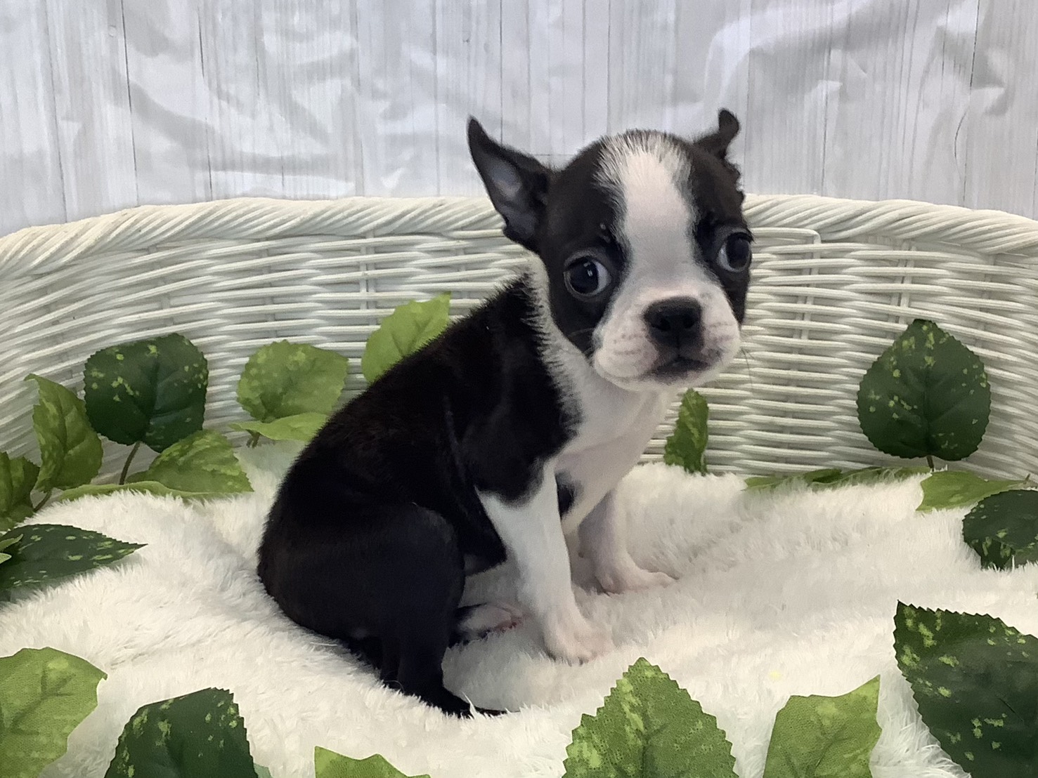 静岡県のボストンテリア (マルエスペット清水駒越店/2025年10月24日生まれ/女の子/ボストンカラーカラー)の子犬の2枚目の画像