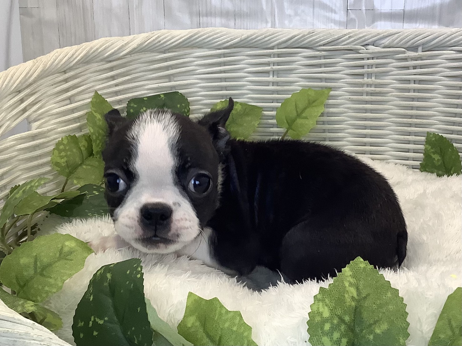 静岡県のボストンテリア (マルエスペット清水駒越店/2025年10月24日生まれ/女の子/ボストンカラーカラー)の子犬の3枚目の画像