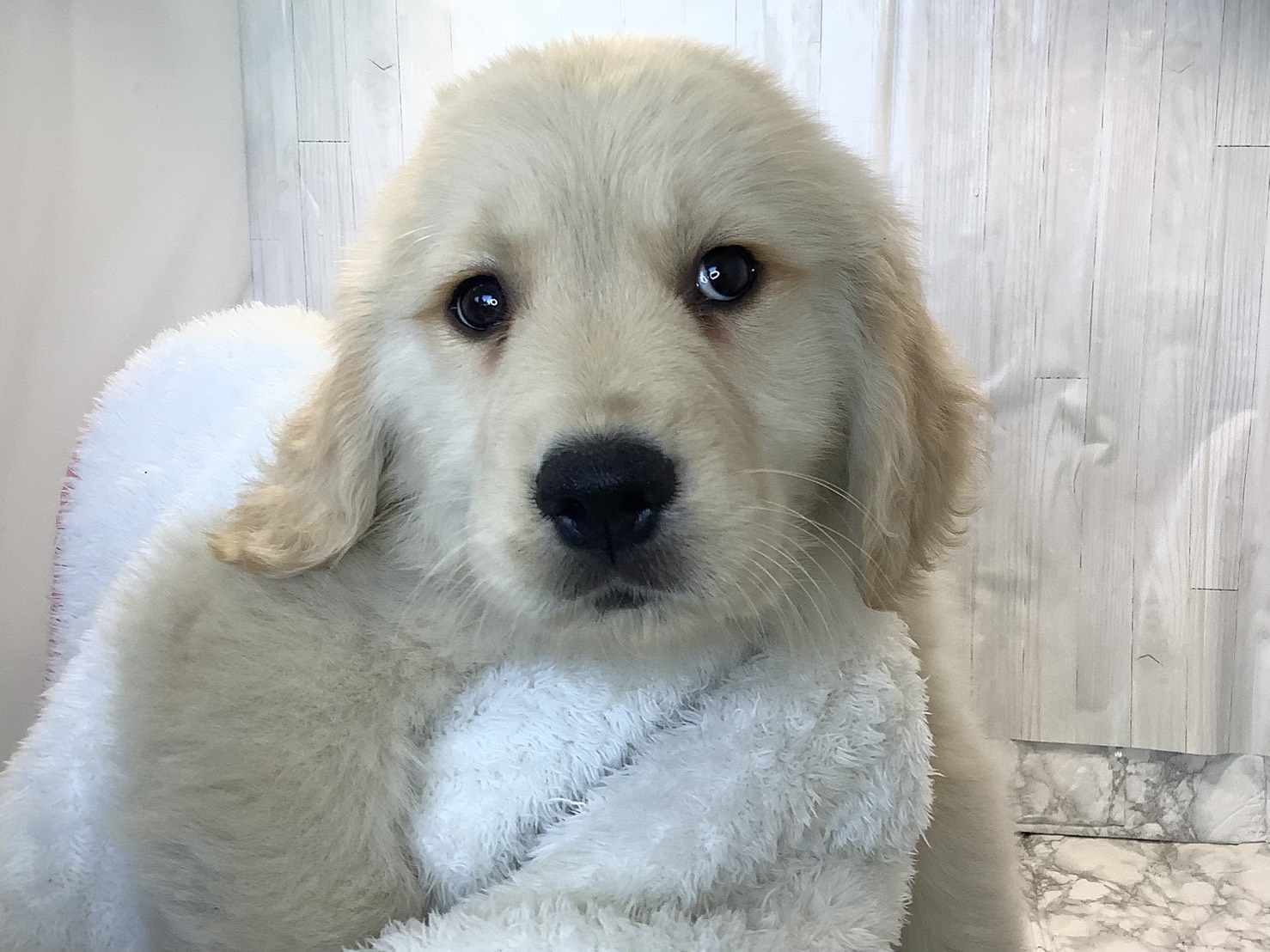 愛知県のゴールデンレトリバー (ペッツワン稲沢ハーモニーランド店/2025年11月4日生まれ/男の子/ゴールデンレトリーバー)の子犬の1枚目の画像