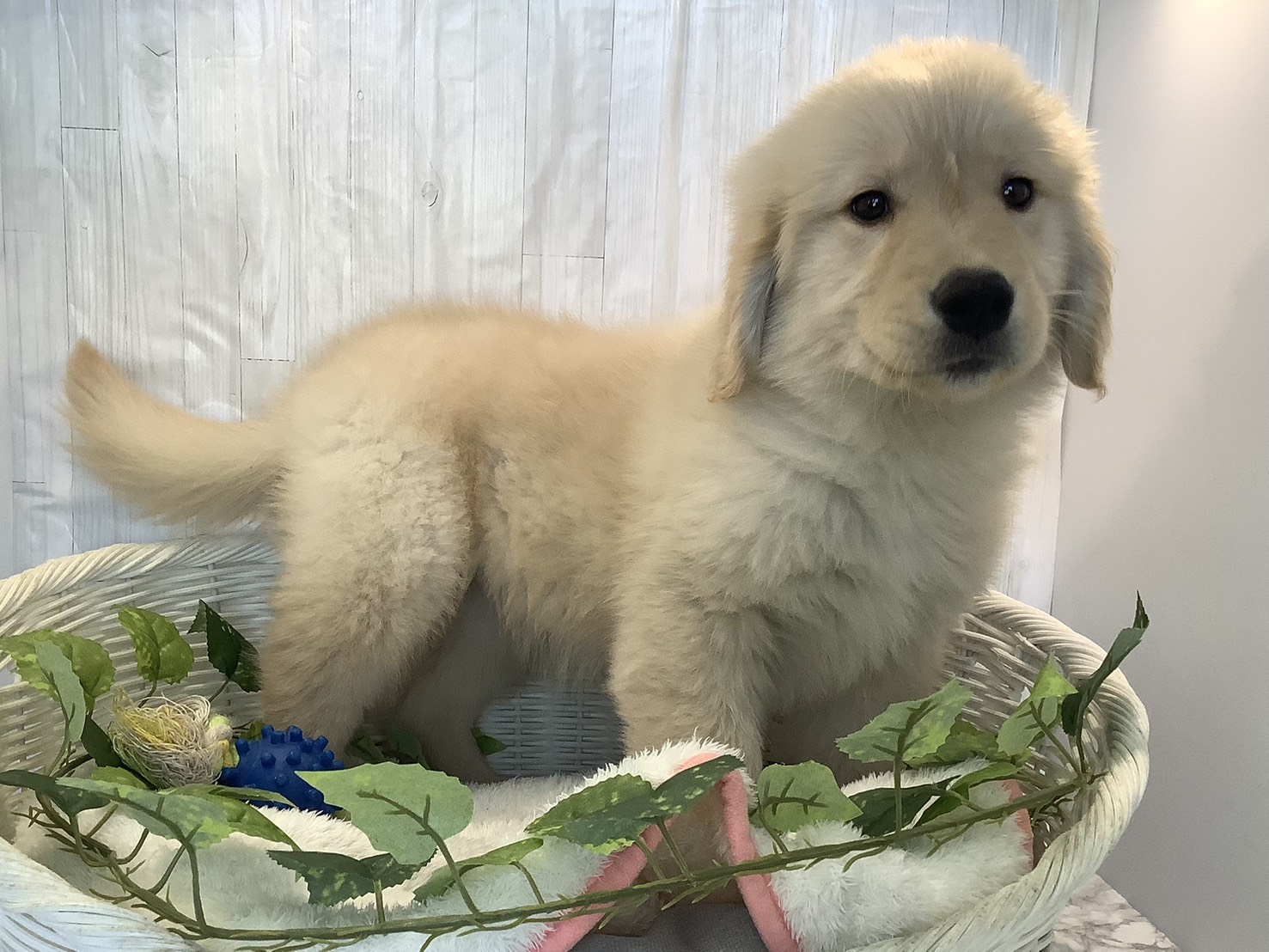 神奈川県のゴールデンレトリバー (マルエスペット湯河原店/2025年11月4日生まれ/女の子/ゴールデンレトリーバー)の子犬の2枚目の画像