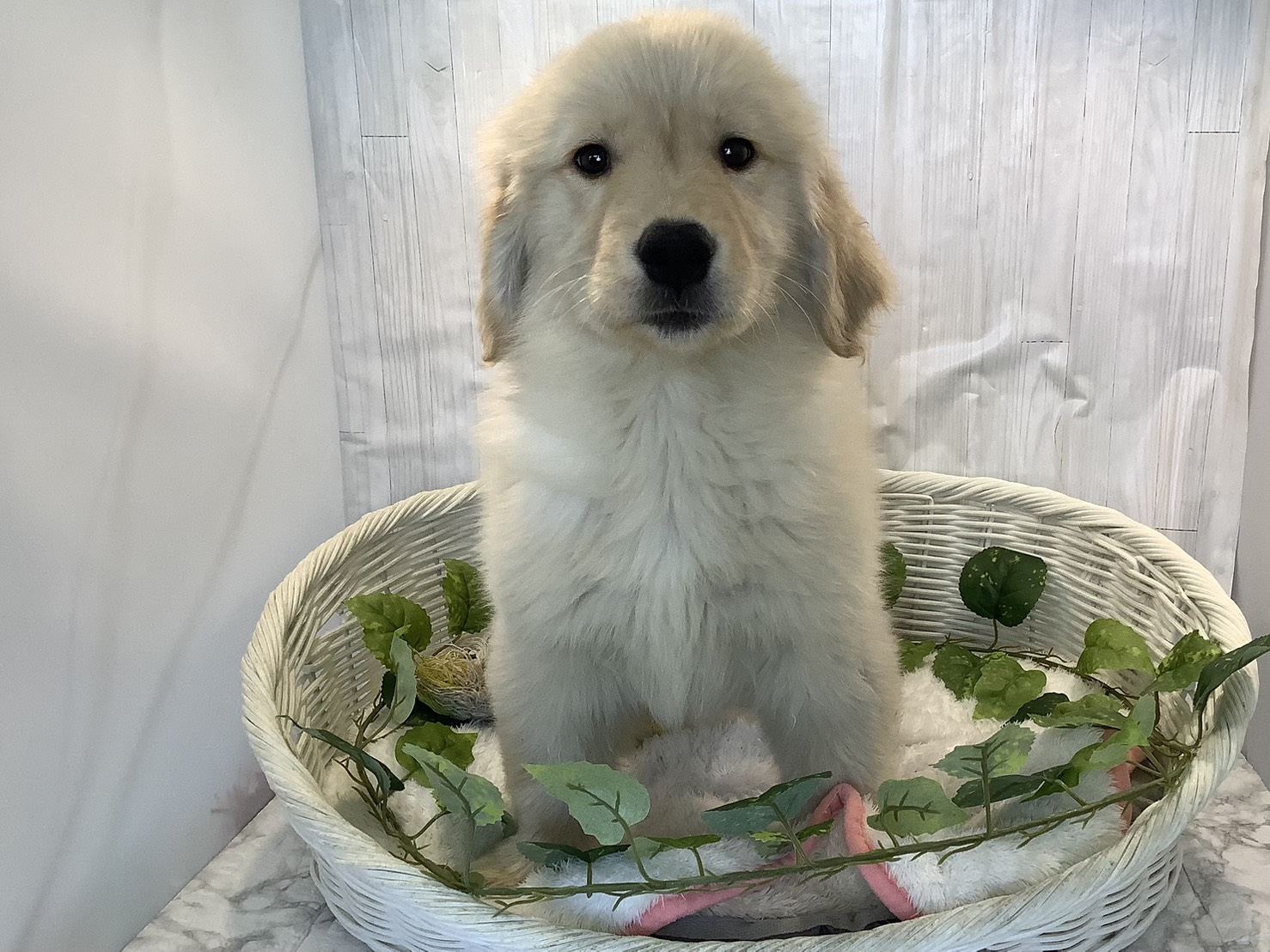 神奈川県のゴールデンレトリバー (マルエスペット湯河原店/2025年11月4日生まれ/女の子/ゴールデンレトリーバー)の子犬の1枚目の画像