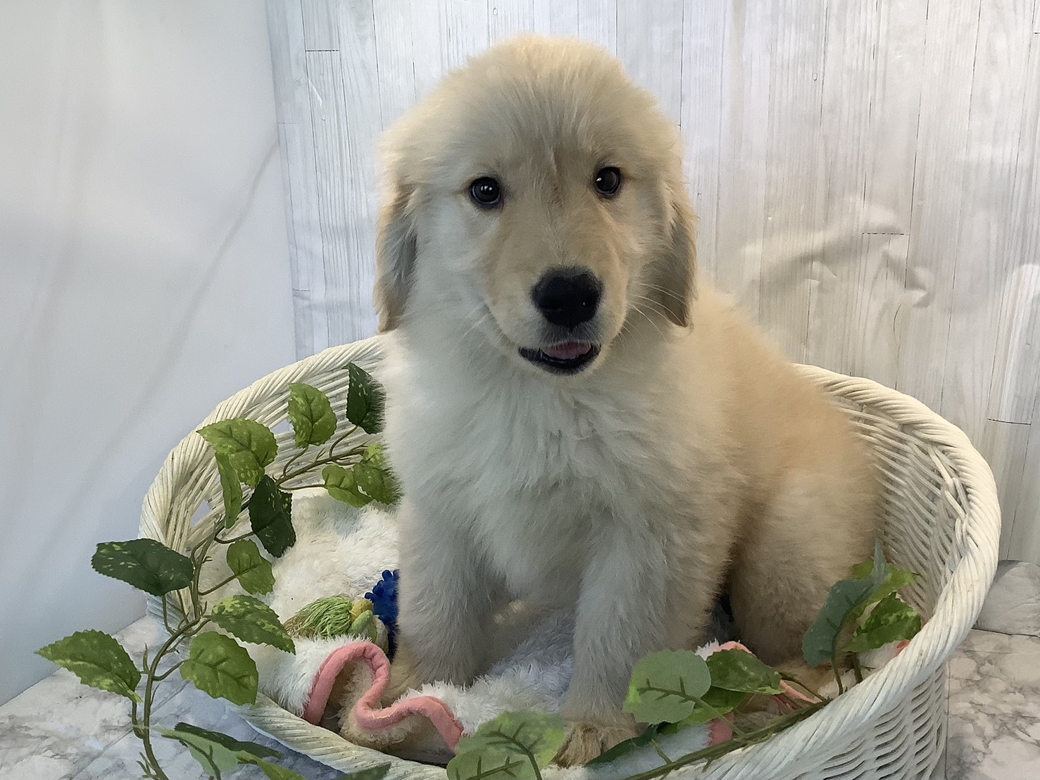 神奈川県のゴールデンレトリバー (マルエスペット湯河原店/2025年11月4日生まれ/女の子/ゴールデンレトリーバー)の子犬の3枚目の画像