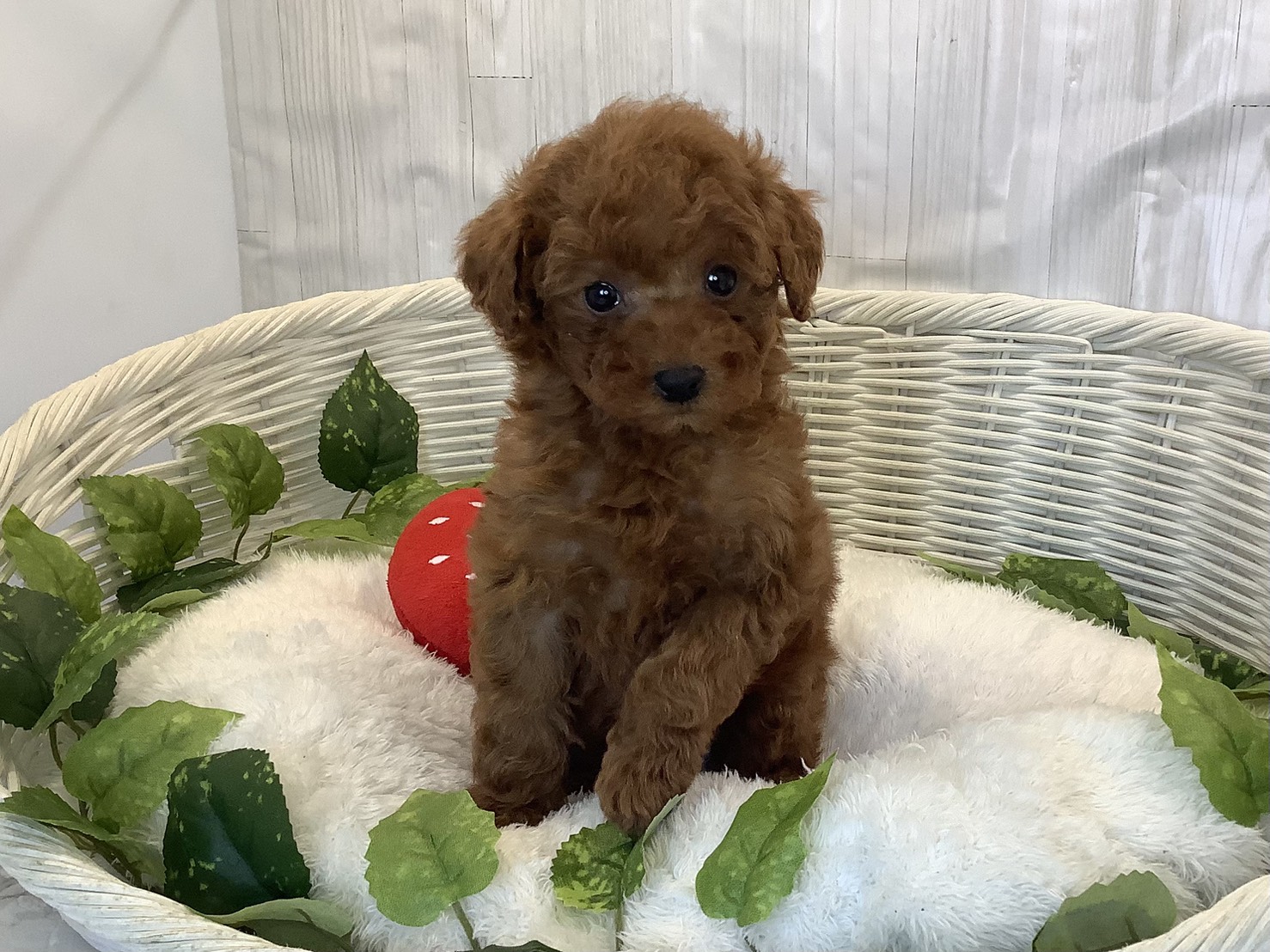 神奈川県のトイプードル(トイ) (マルエスペット相模大野店/2025年11月8日生まれ/女の子/レッド)の子犬の1枚目の画像
