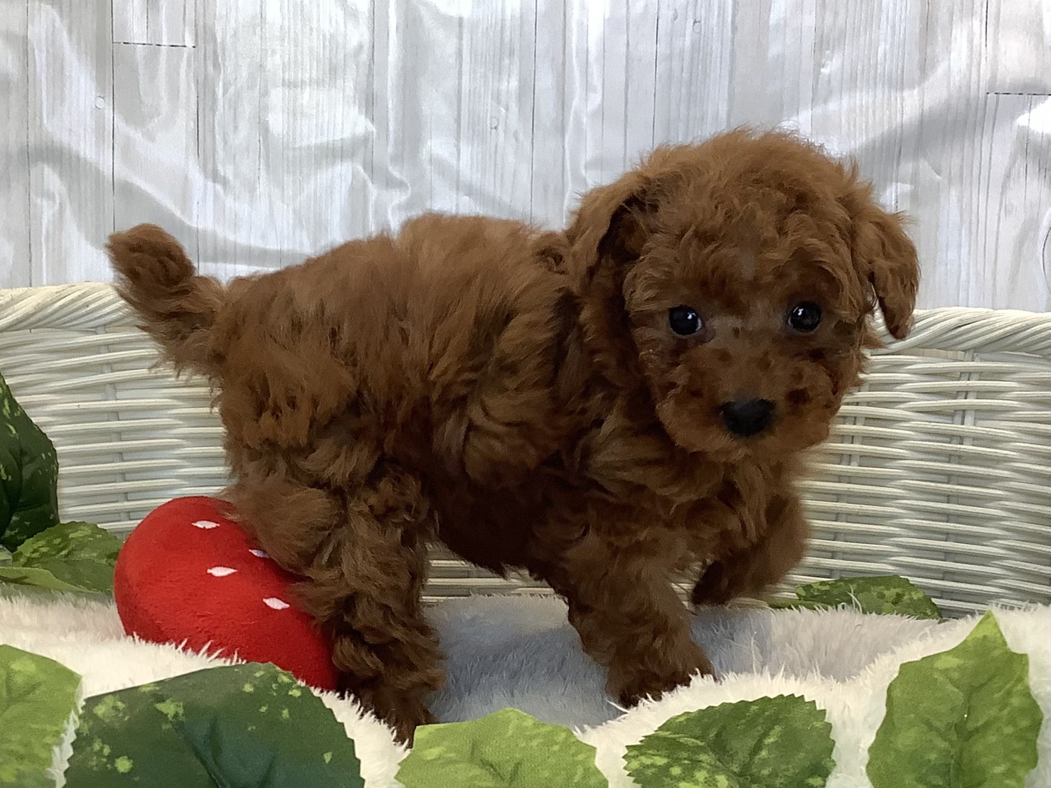 神奈川県のトイプードル(トイ) (マルエスペット相模大野店/2025年11月8日生まれ/女の子/レッド)の子犬の2枚目の画像
