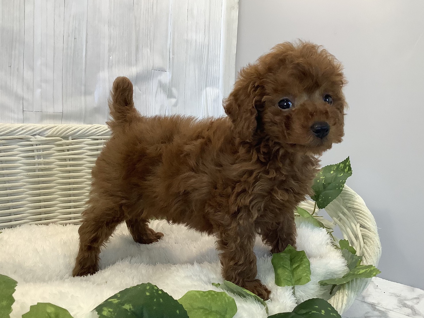 奈良県のトイプードル(トイ) (マルエスペット 富雄店/2025年11月8日生まれ/男の子/レッド)の子犬の2枚目の画像