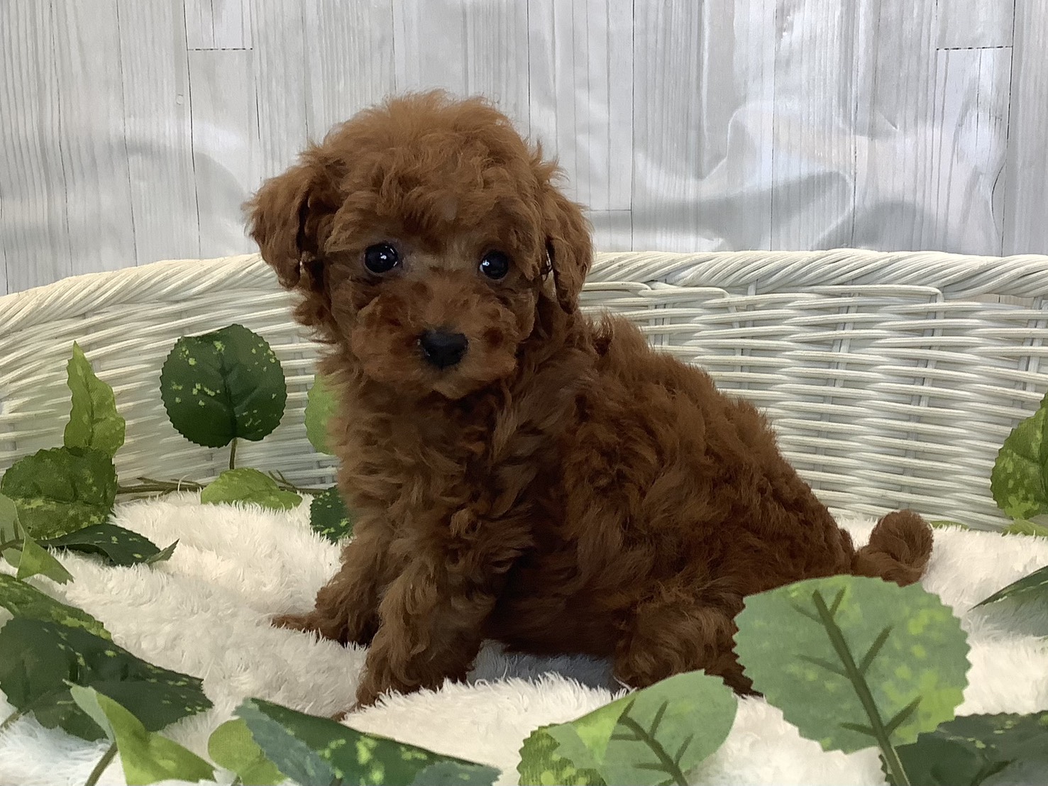 奈良県のトイプードル(トイ) (マルエスペット 富雄店/2025年11月8日生まれ/男の子/レッド)の子犬の3枚目の画像