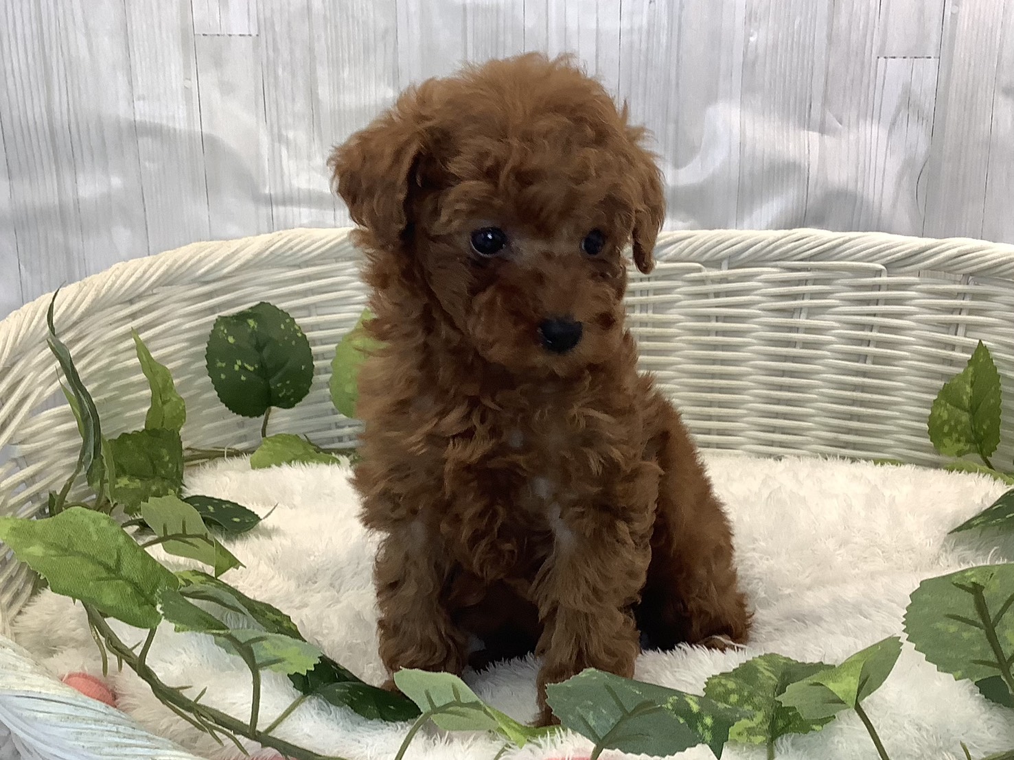 奈良県のトイプードル(トイ) (マルエスペット 富雄店/2025年11月8日生まれ/男の子/レッド)の子犬の1枚目の画像