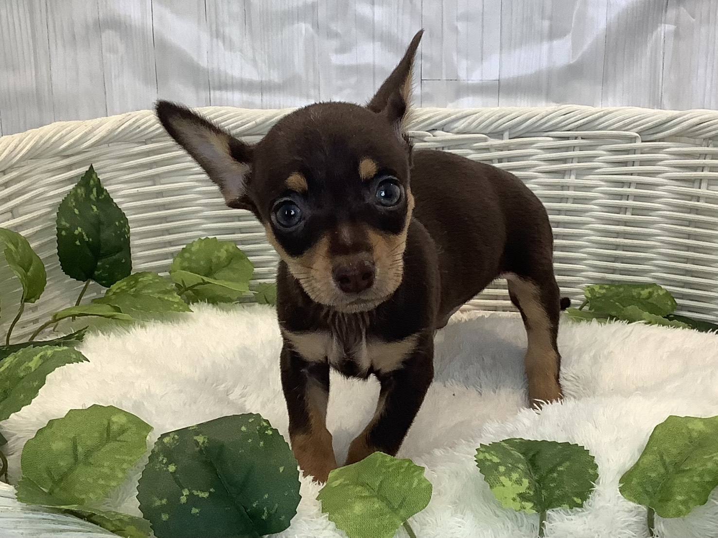 静岡県のチワピン(チワワ×ミニチュアピンシャー) (マルエスペット富士店/2025年11月3日生まれ/男の子/チョコレートタン)の子犬の1枚目の画像