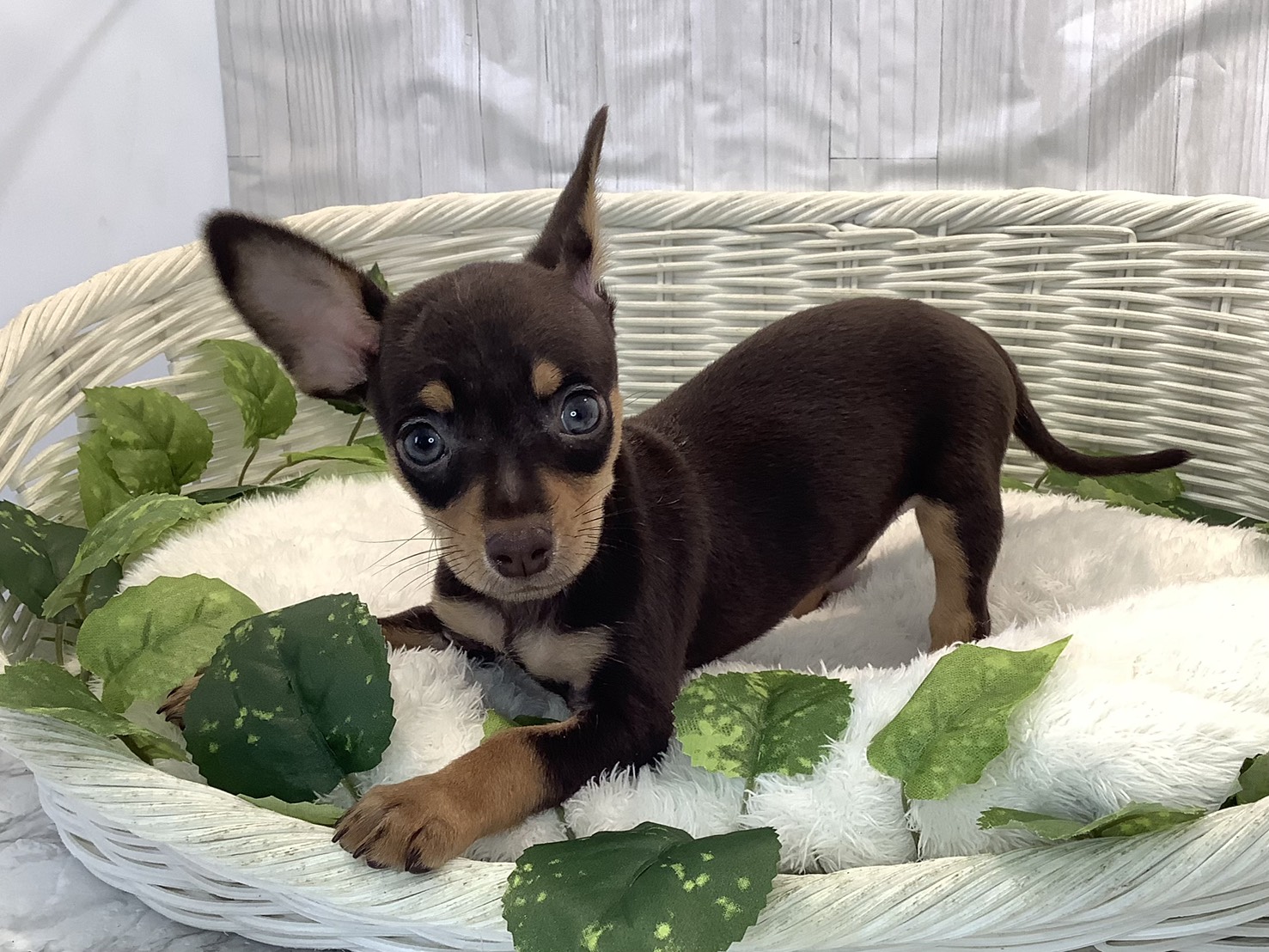 静岡県のチワピン(チワワ×ミニチュアピンシャー) (マルエスペット富士店/2025年11月3日生まれ/男の子/チョコレートタン)の子犬の3枚目の画像