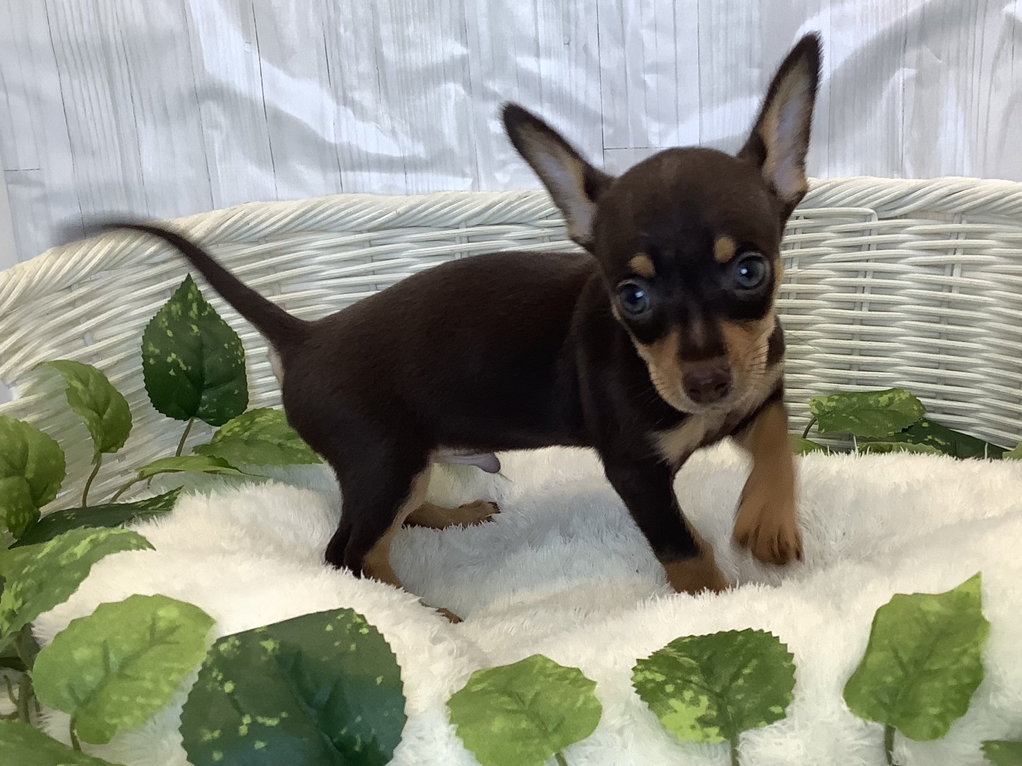 静岡県のチワピン(チワワ×ミニチュアピンシャー) (マルエスペット富士店/2025年11月3日生まれ/男の子/チョコレートタン)の子犬の2枚目の画像