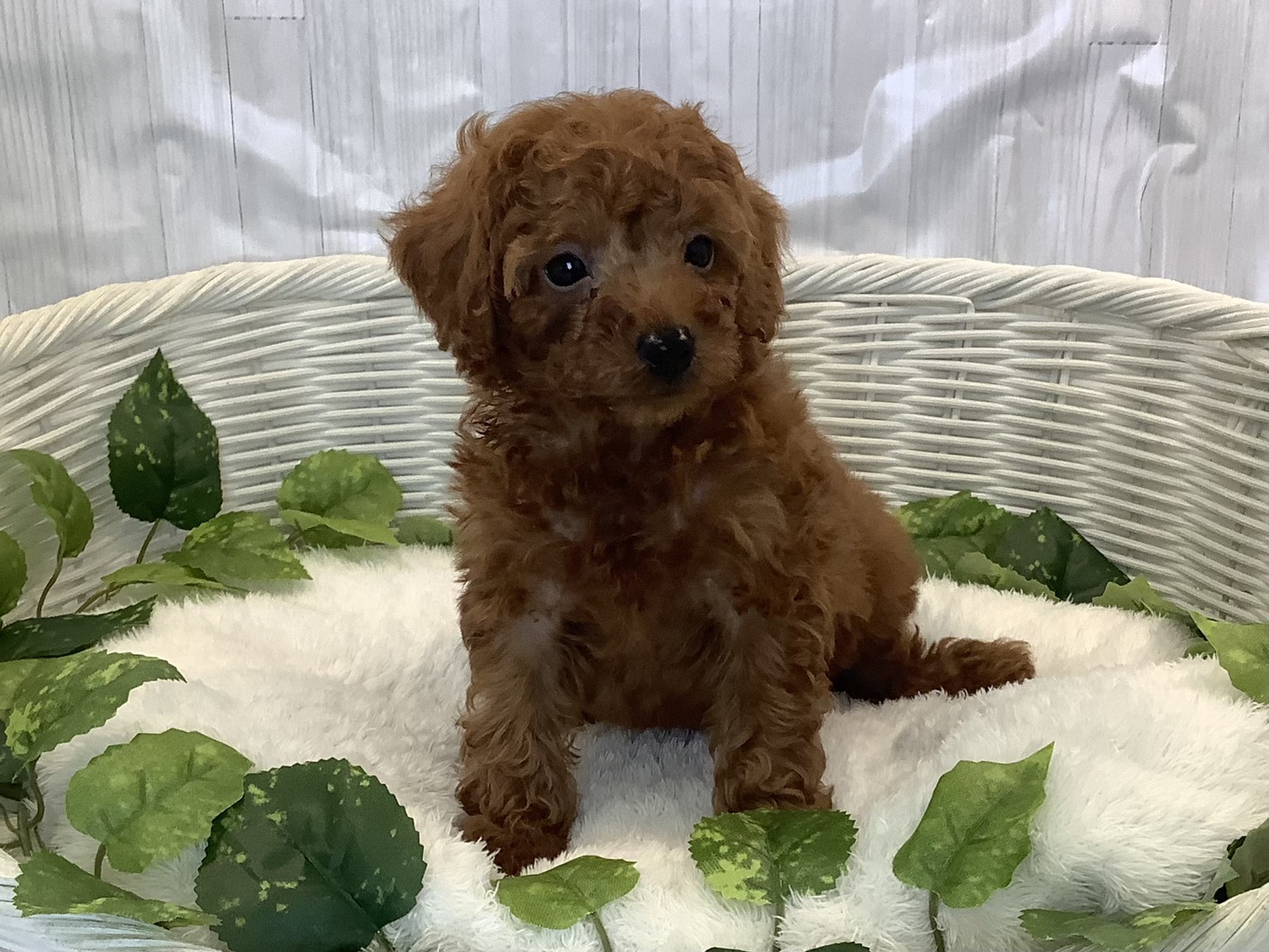 静岡県のトイプードル(トイ) (マルエスペット島田店/2025年11月9日生まれ/男の子/レッドフォーン)の子犬の1枚目の画像