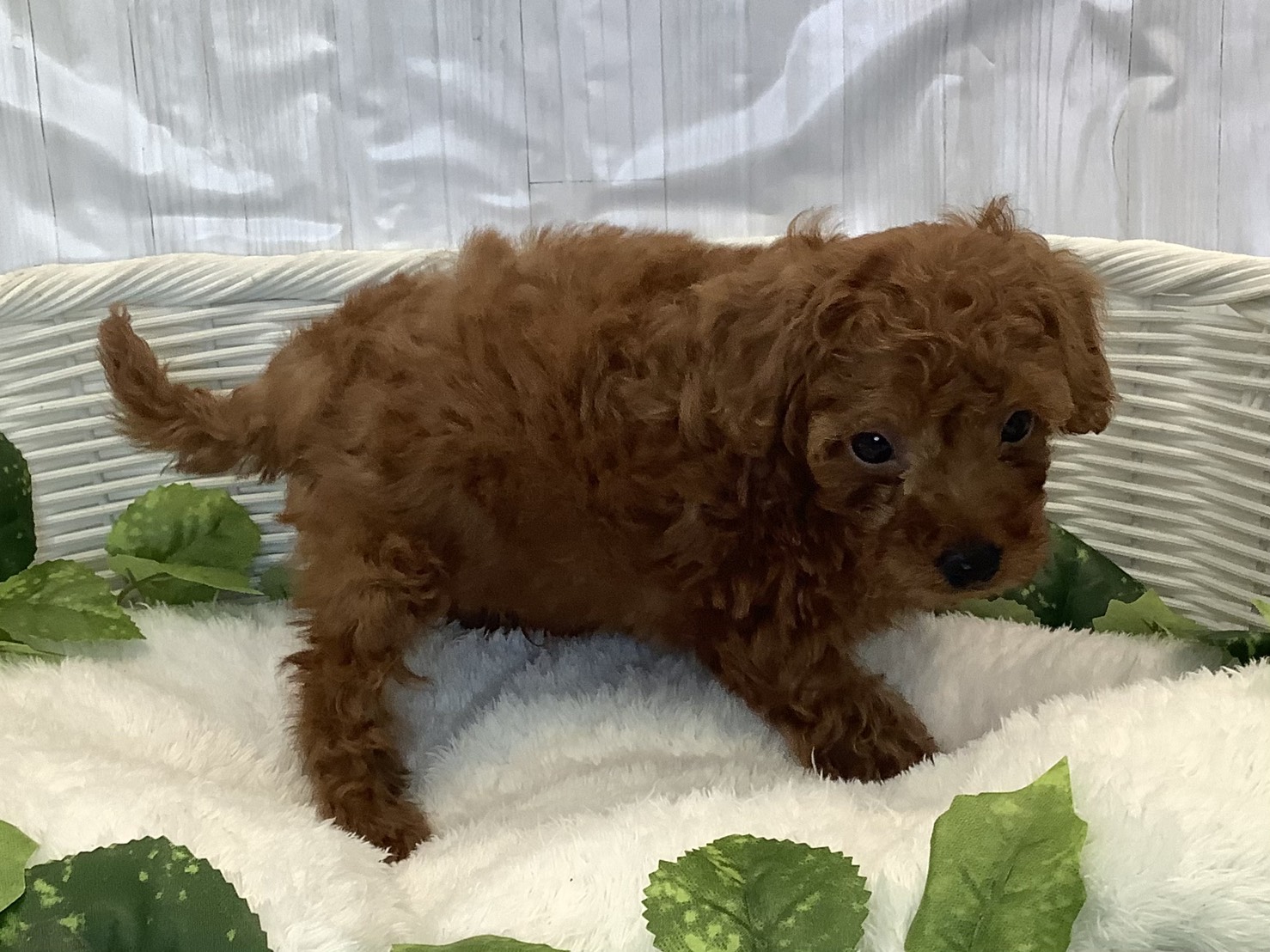 静岡県のトイプードル(トイ) (マルエスペット島田店/2025年11月9日生まれ/男の子/レッドフォーン)の子犬の2枚目の画像