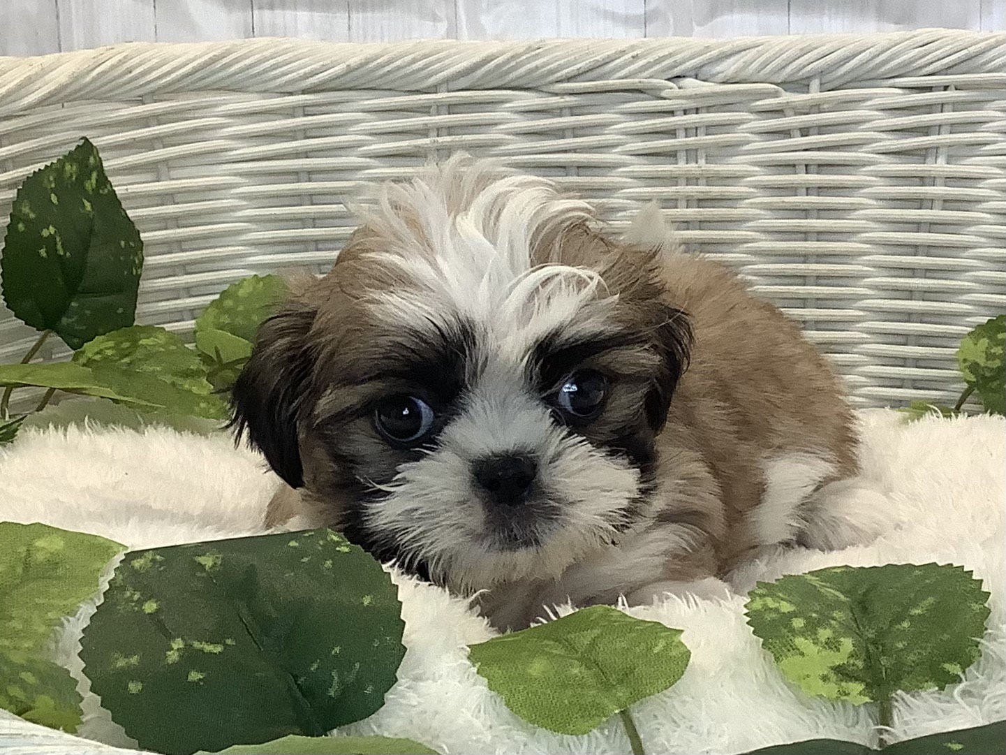 千葉県のマルズー/マルシーズ(マルチーズ×シーズー) (マルエスペット千鳥町店/2025年11月10日生まれ/男の子/ホワイトゴールド)の子犬の1枚目の画像