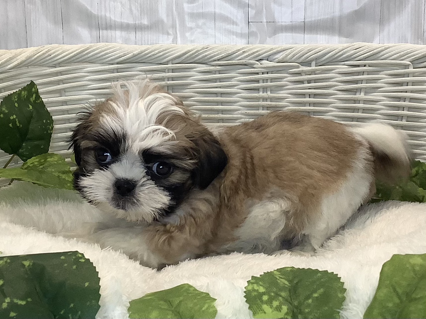 千葉県のマルズー/マルシーズ(マルチーズ×シーズー) (マルエスペット千鳥町店/2025年11月10日生まれ/男の子/ホワイトゴールド)の子犬の3枚目の画像