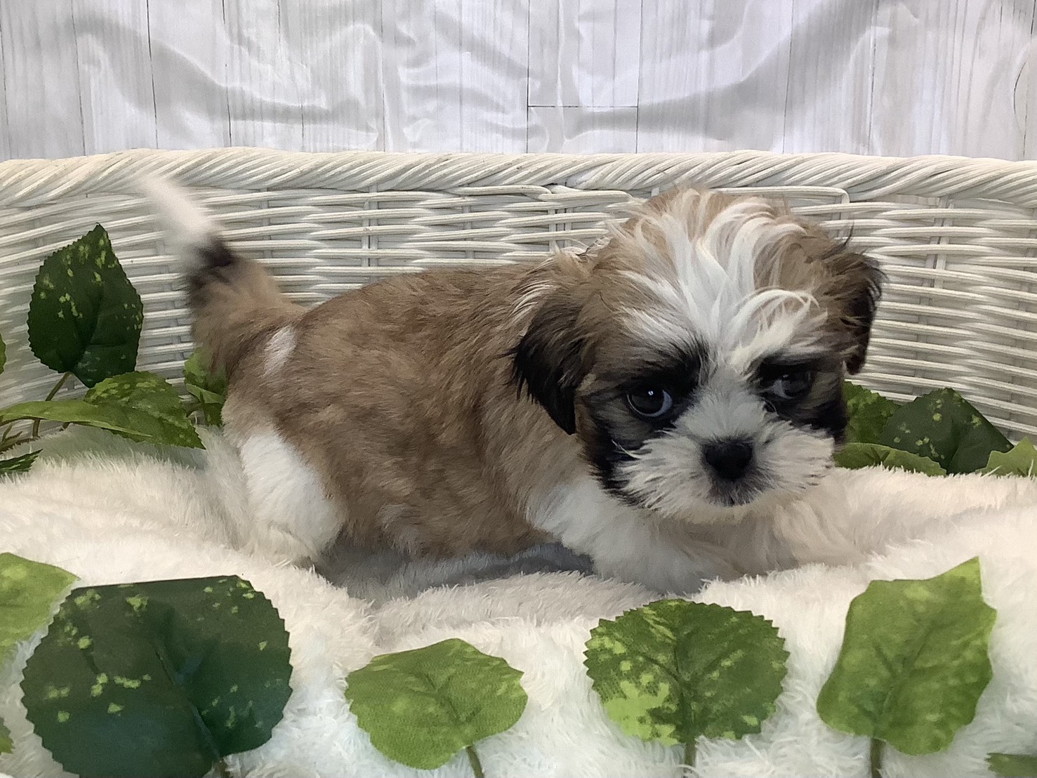 千葉県のマルズー/マルシーズ(マルチーズ×シーズー) (マルエスペット千鳥町店/2025年11月10日生まれ/男の子/ホワイトゴールド)の子犬の2枚目の画像