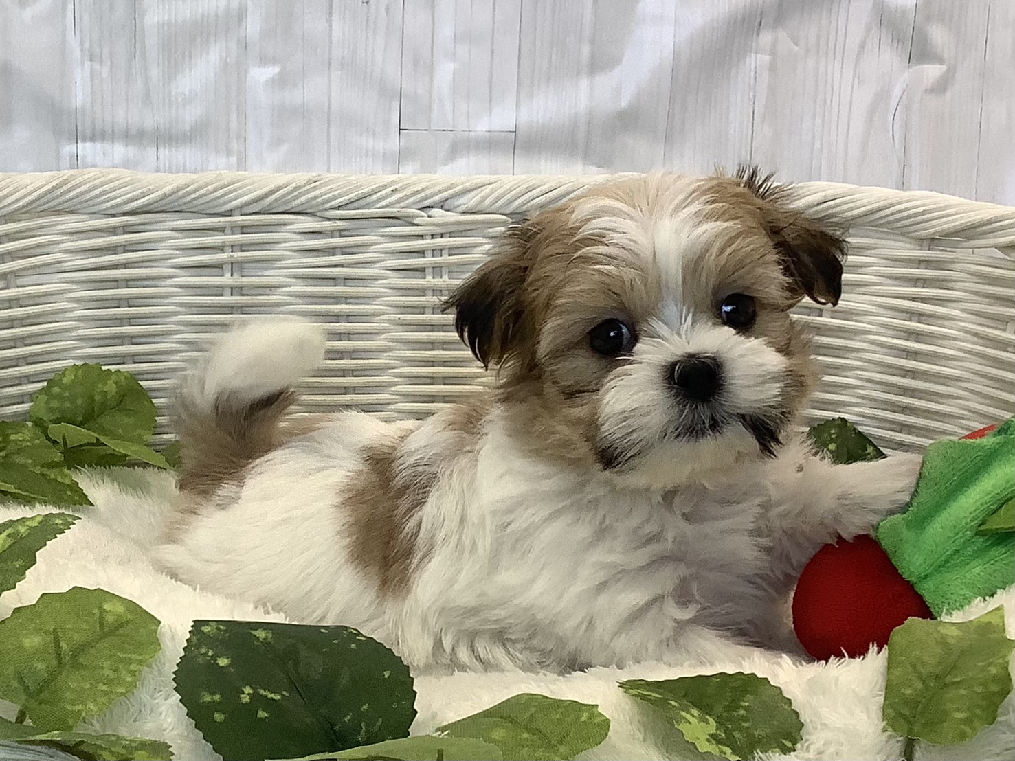 神奈川県のマルズー/マルシーズ(マルチーズ×シーズー) (マルエスペット相模大野店/2025年11月10日生まれ/男の子/ホワイトゴールド)の子犬の2枚目の画像