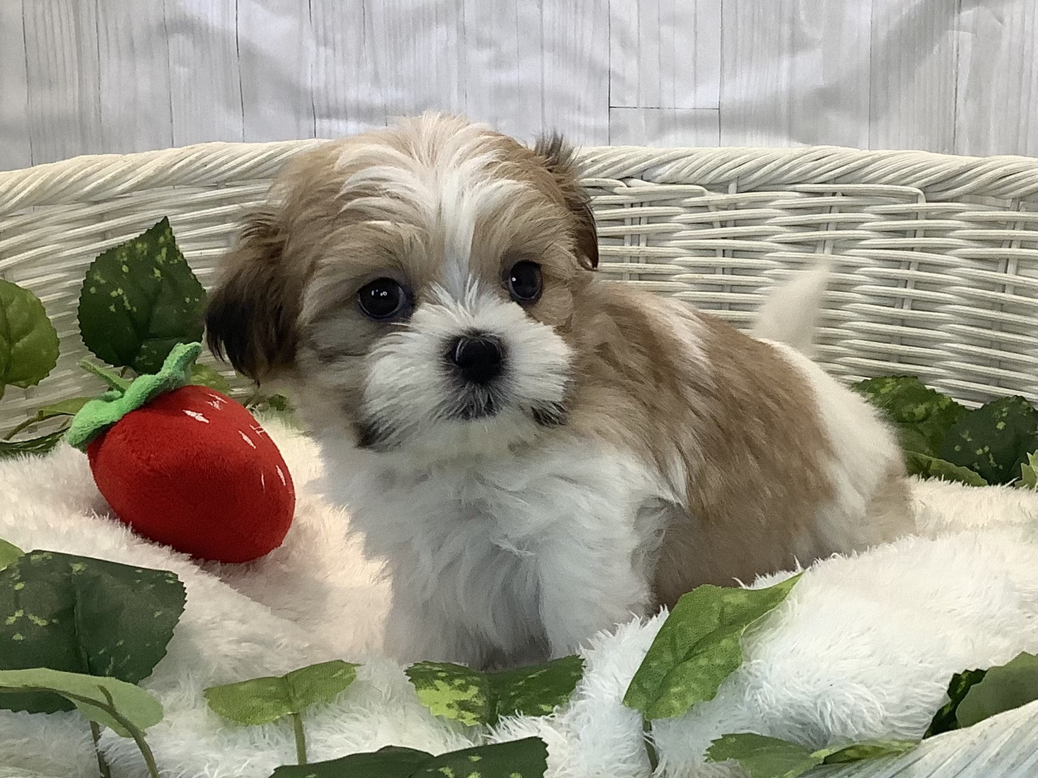 神奈川県のマルズー/マルシーズ(マルチーズ×シーズー) (マルエスペット相模大野店/2025年11月10日生まれ/男の子/ホワイトゴールド)の子犬の3枚目の画像