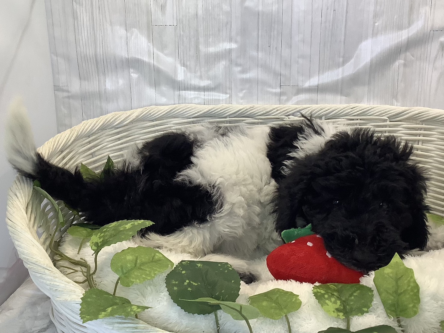 静岡県のスタンダードプードル (マルエスペットホームアシスト店/2025年11月6日生まれ/女の子/ブラックホワイト)の子犬の2枚目の画像