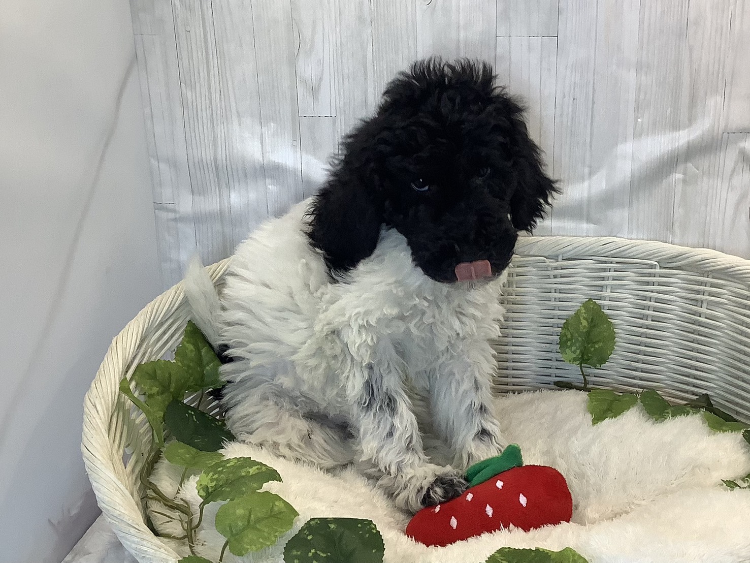静岡県のスタンダードプードル (マルエスペットホームアシスト店/2025年11月6日生まれ/女の子/ブラックホワイト)の子犬の1枚目の画像