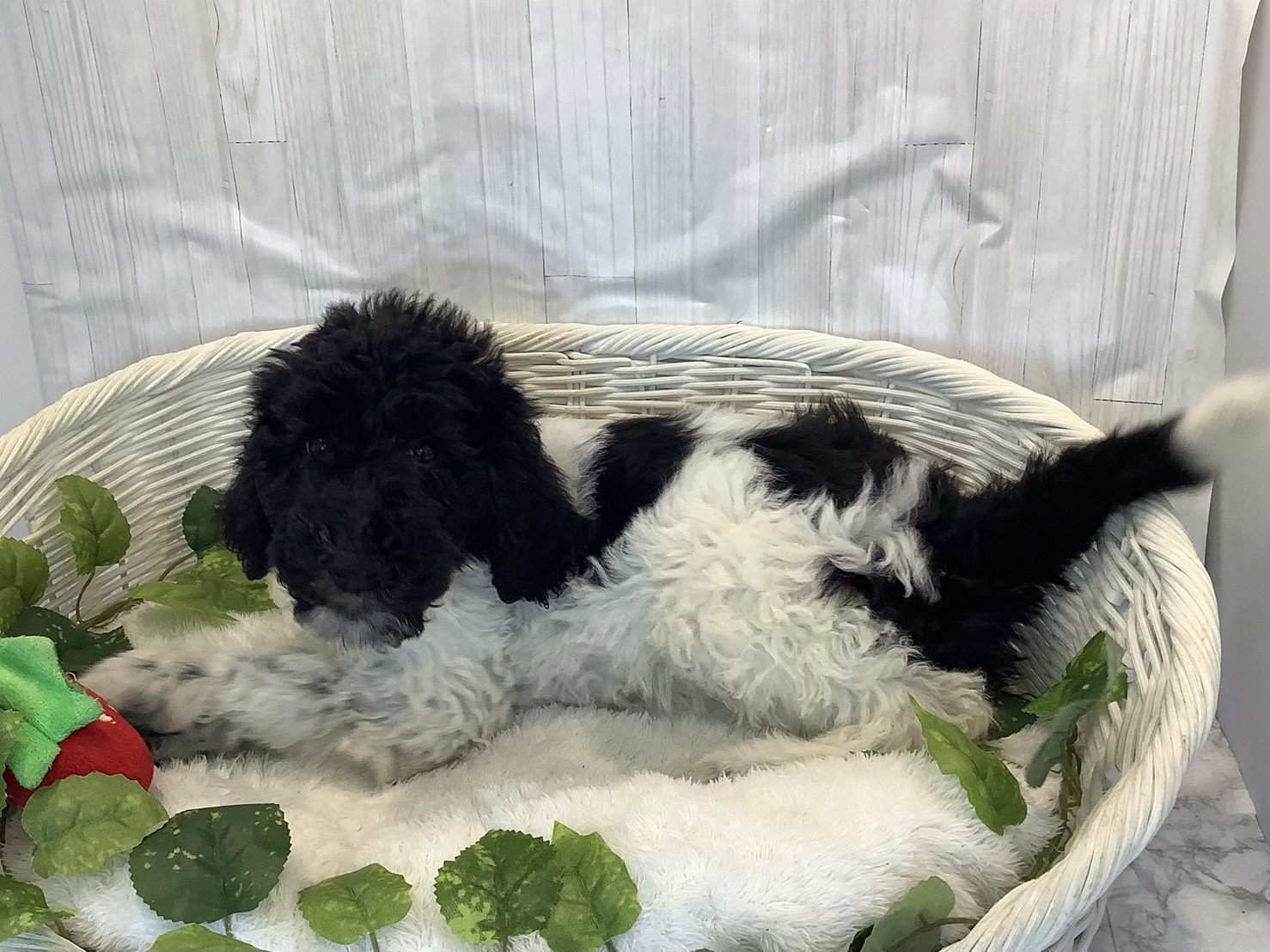 静岡県のスタンダードプードル (マルエスペットホームアシスト店/2025年11月6日生まれ/女の子/ブラックホワイト)の子犬の3枚目の画像