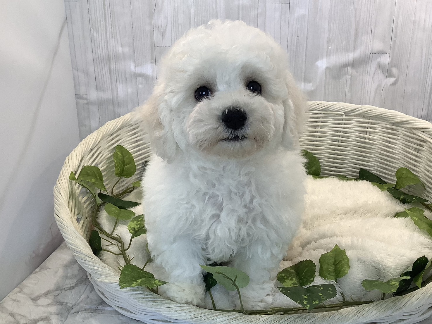 静岡県のビションフリーゼ (マルエスペットホームアシスト店/2025年11月6日生まれ/女の子/ホワイト)の子犬の1枚目の画像